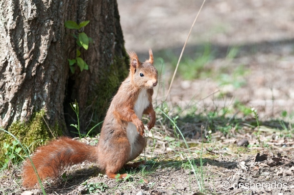 2010-04-11 1 ecureuilD300