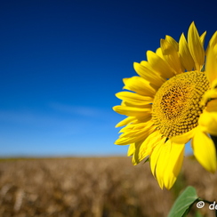 2020-07-07-424tournesolsZ7