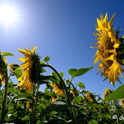 2020-07-07-386tournesolsZ7