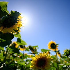 2020-07-07-371tournesolsZ7