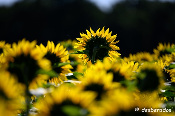 2020-07-07-286tournesolsZ7